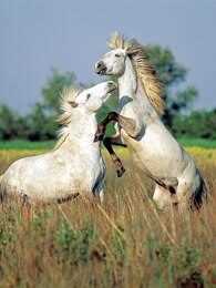 BBC:野性法兰西第2季