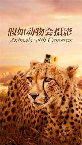 假如动物会摄影第一季