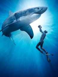 BBC：鲨鱼是如何拍摄的