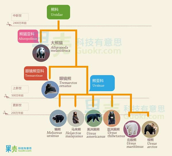 熊科动物的进化和分类图
