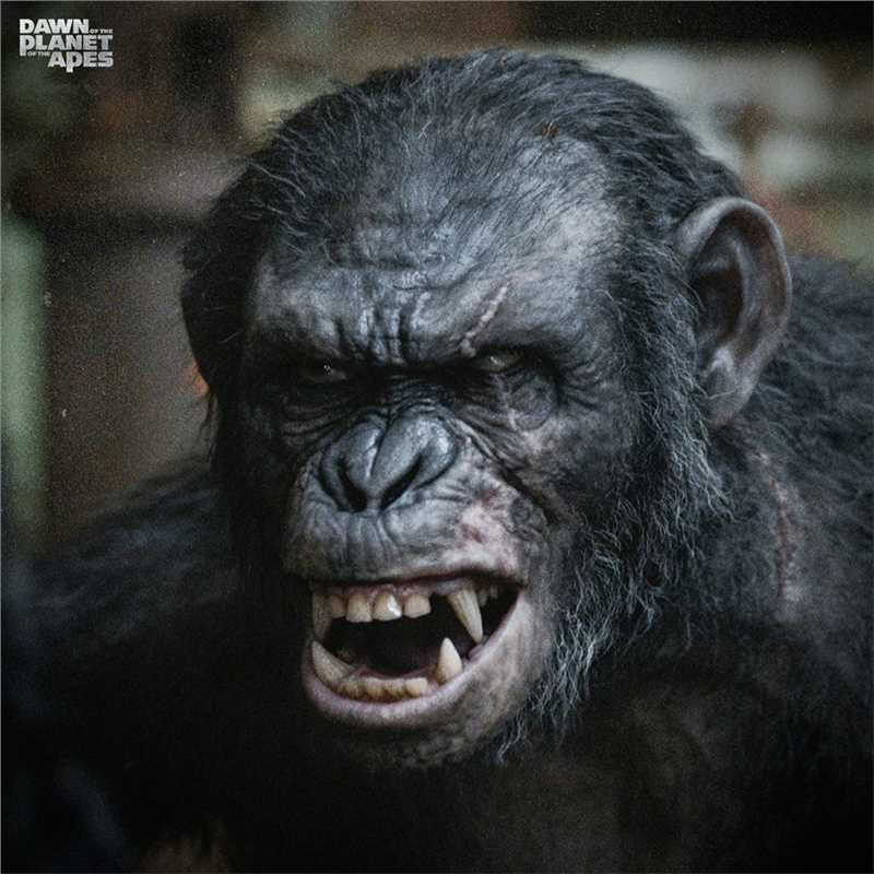 猩球崛起：黎明之战Koba