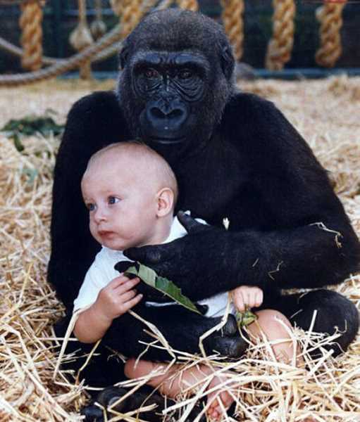 18个月大的坦西被大猩猩温柔地搂在怀中。