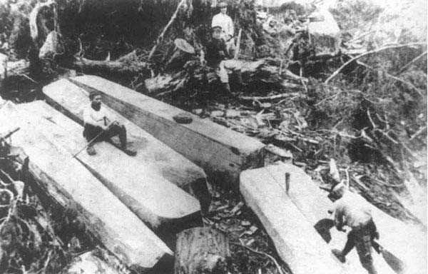 占领台湾后，日本殖民者大肆掠夺台湾的林业资源
