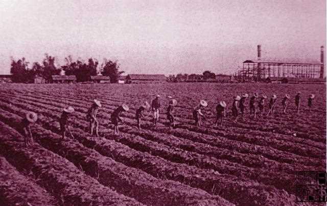 在日本糖厂监工持鞭监督下为蔗苗锄草松土的台湾蔗农