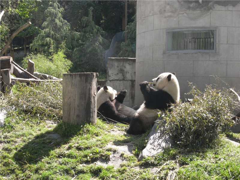 中国大陆于2008年赠送给台湾的大熊猫“团团”与“圆圆”