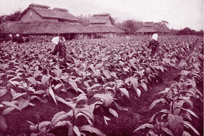 由日本移民组成的吉野村的烟草种植园
